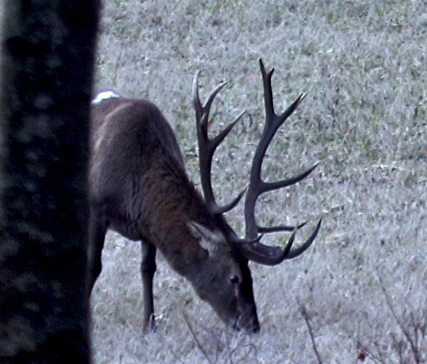PASSIONE PER IL CERVO
