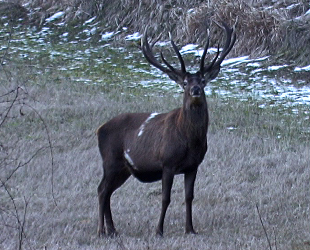 PASSIONE PER IL CERVO