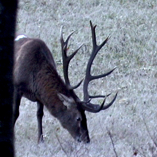 PASSIONE PER IL CERVO