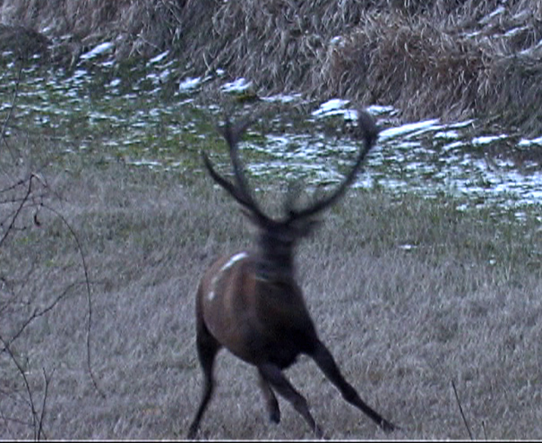 PASSIONE PER IL CERVO