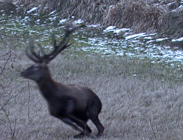 PASSIONE PER IL CERVO