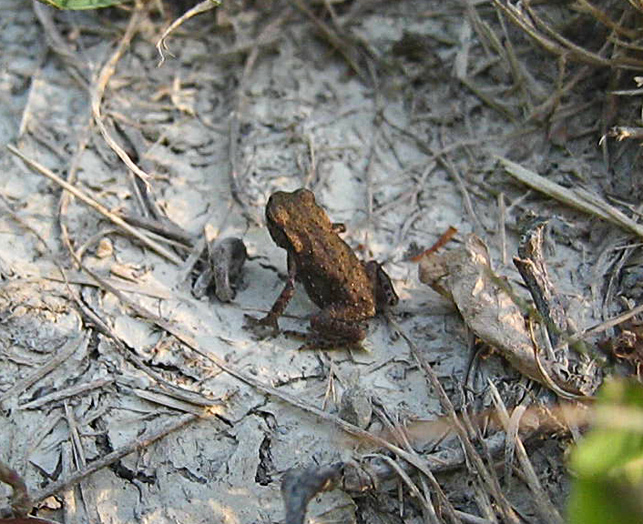 Id 