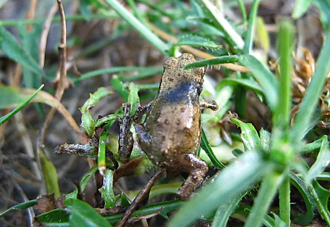 Id 
