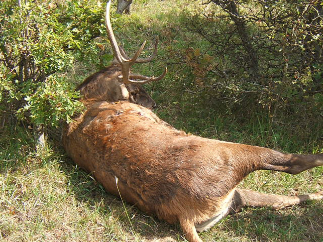 Cervo morto. Un caso di bracconaggio? (Come limitarlo?)