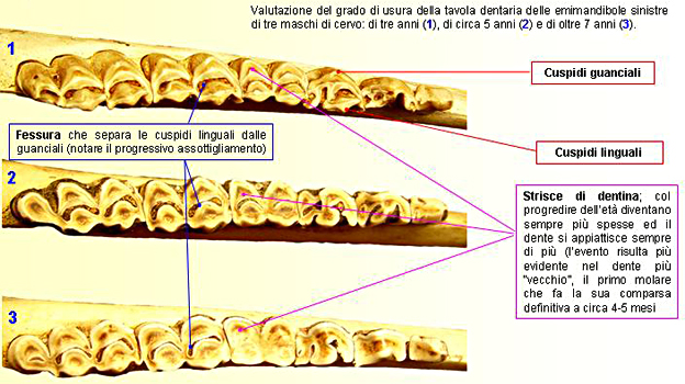 PASSIONE PER IL CERVO