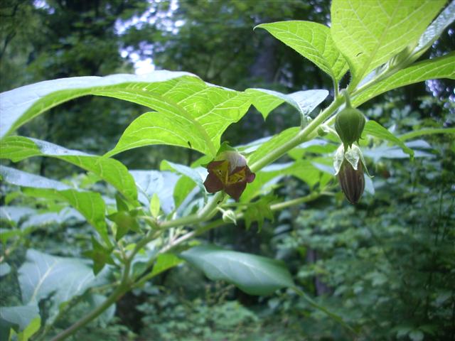 Atropa bella-donna