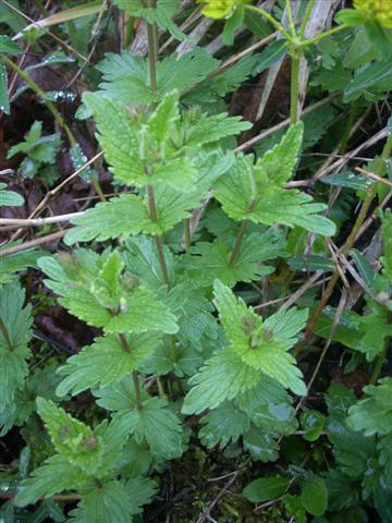 fiorellino blu - Veronica chamaedrys