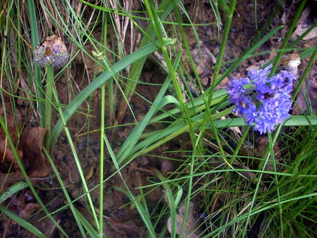Hyacinthoides italica
