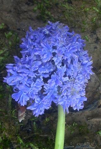Hyacinthoides italica