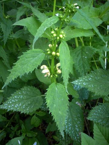 Lamium galeobdolon / Ortica mora