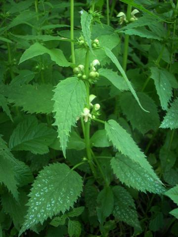 Lamium galeobdolon / Ortica mora