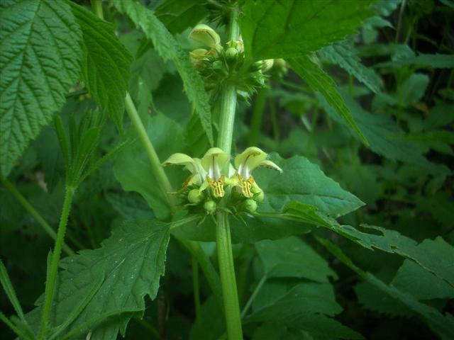Lamium galeobdolon / Ortica mora