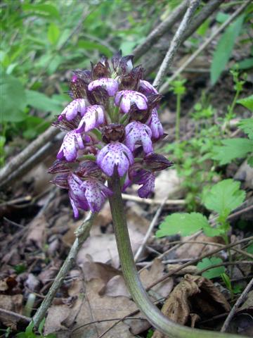 Orchis purpurea?