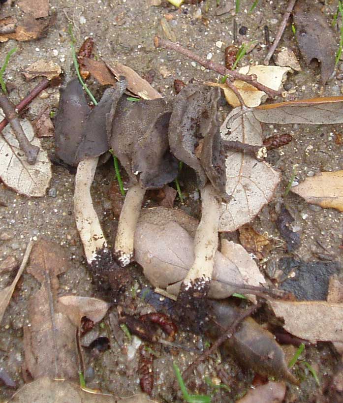 fungo sulla radura (cfr. P. candolleana ed H. elastica)