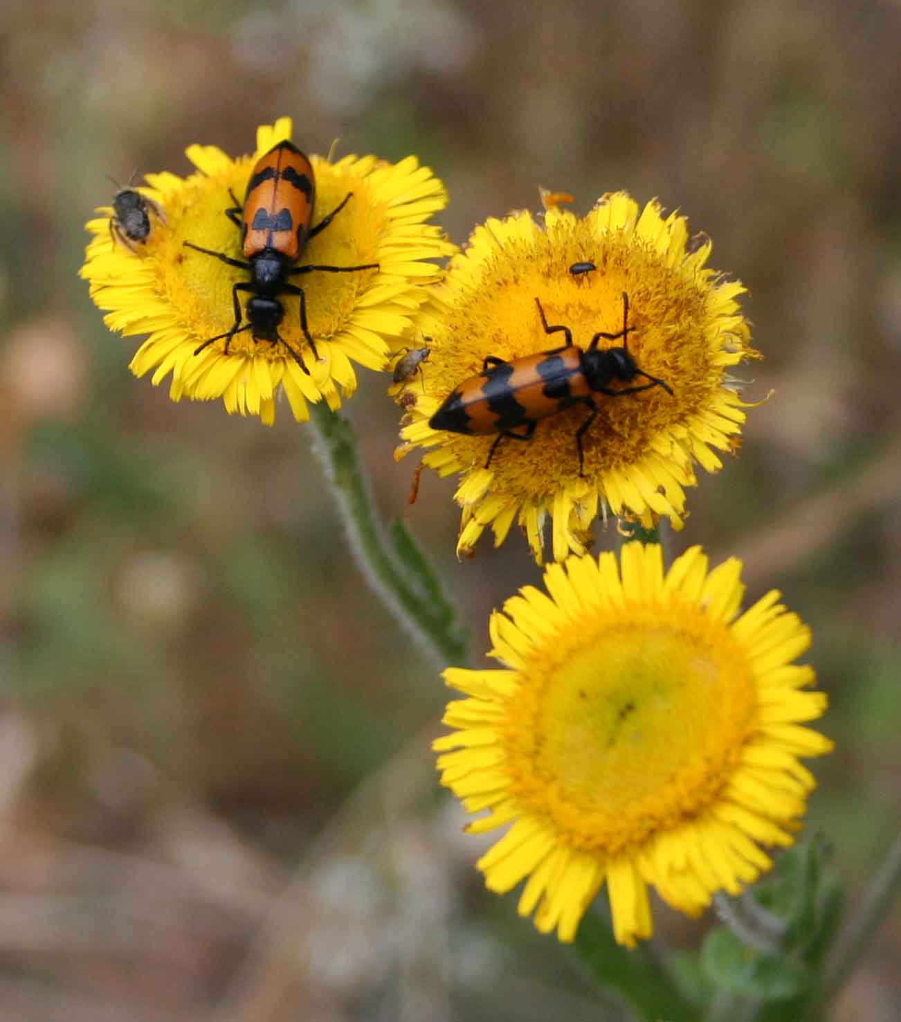 Insetti del Supramonte sardo