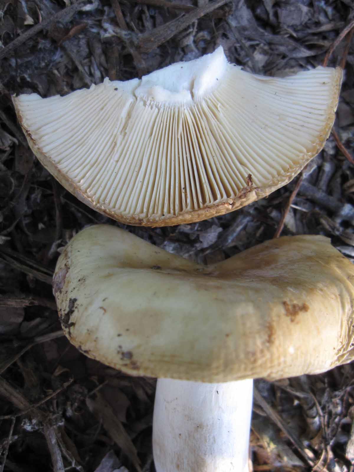 solo 3 funghi
