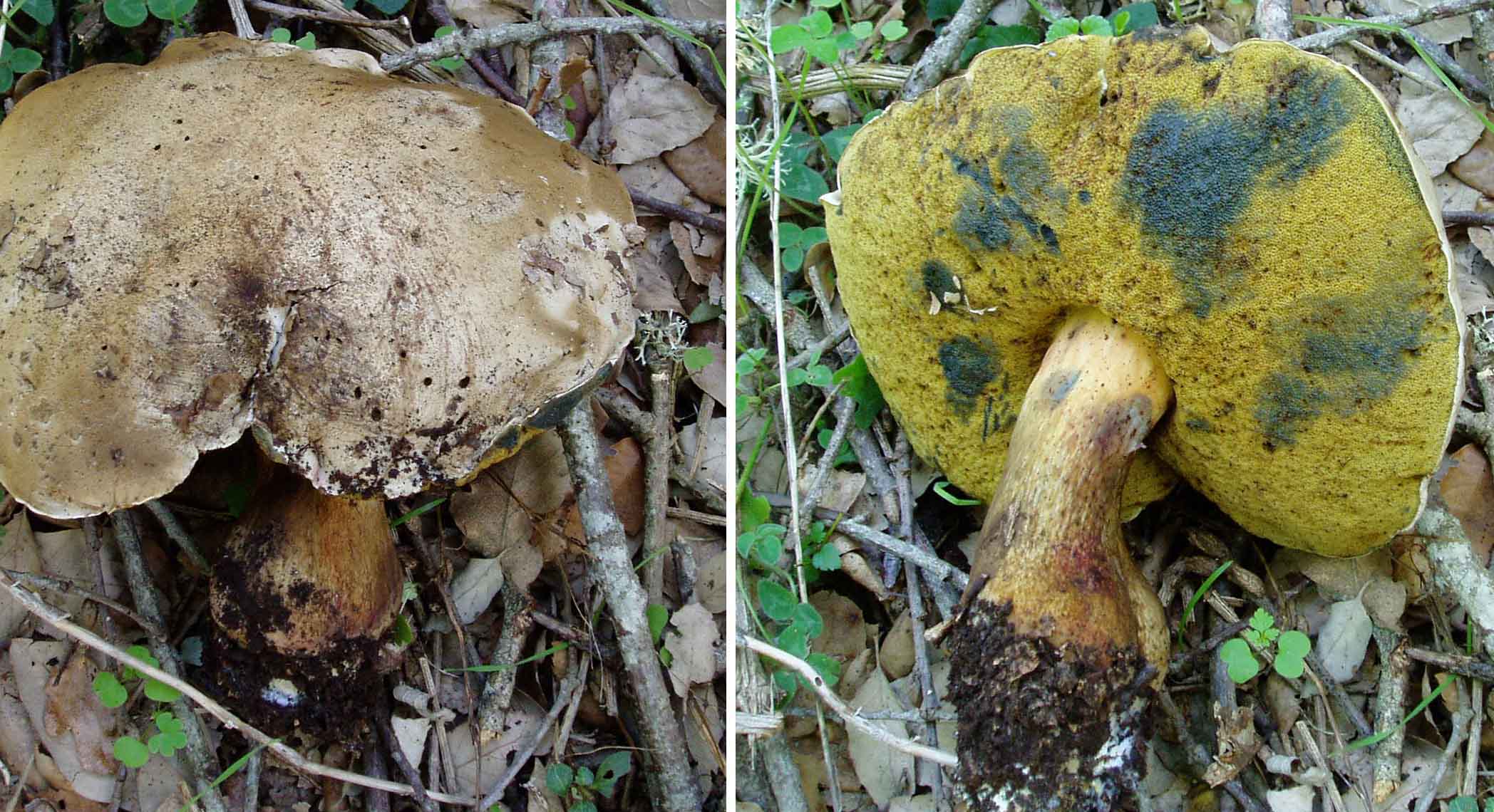 Tanti impolitus, fragrans e prunulus