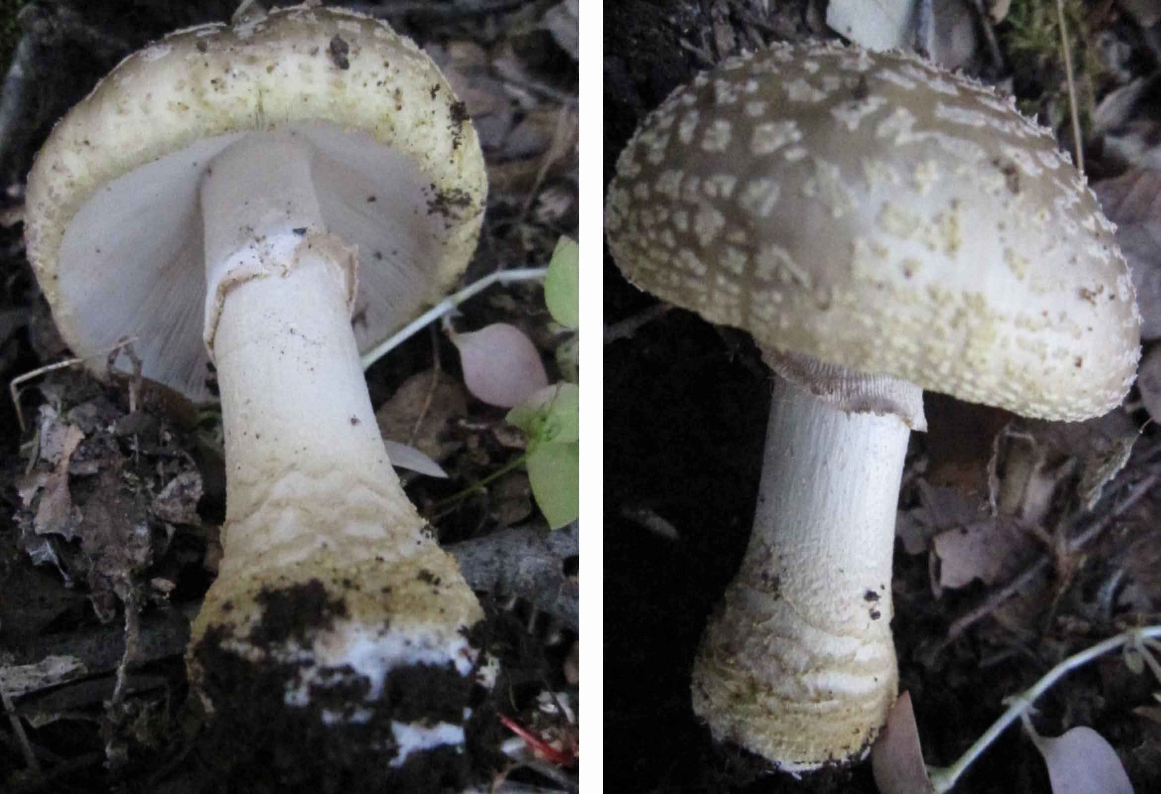 solo 3 funghi
