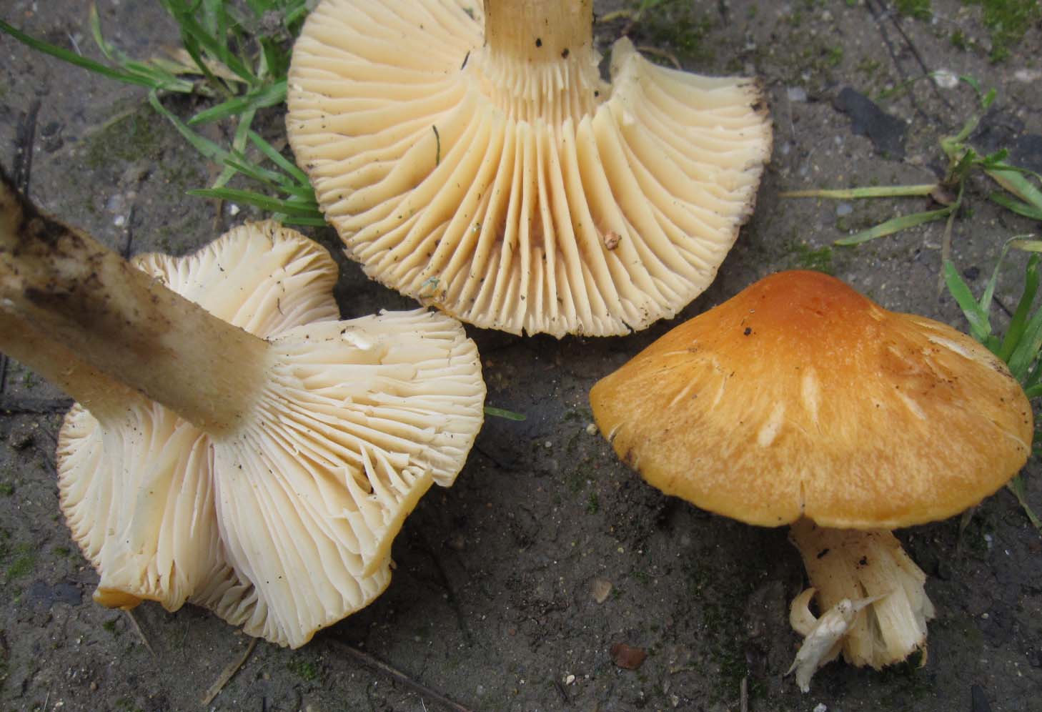 funghi a gennaio