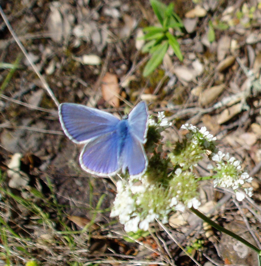 azzurrina di collina