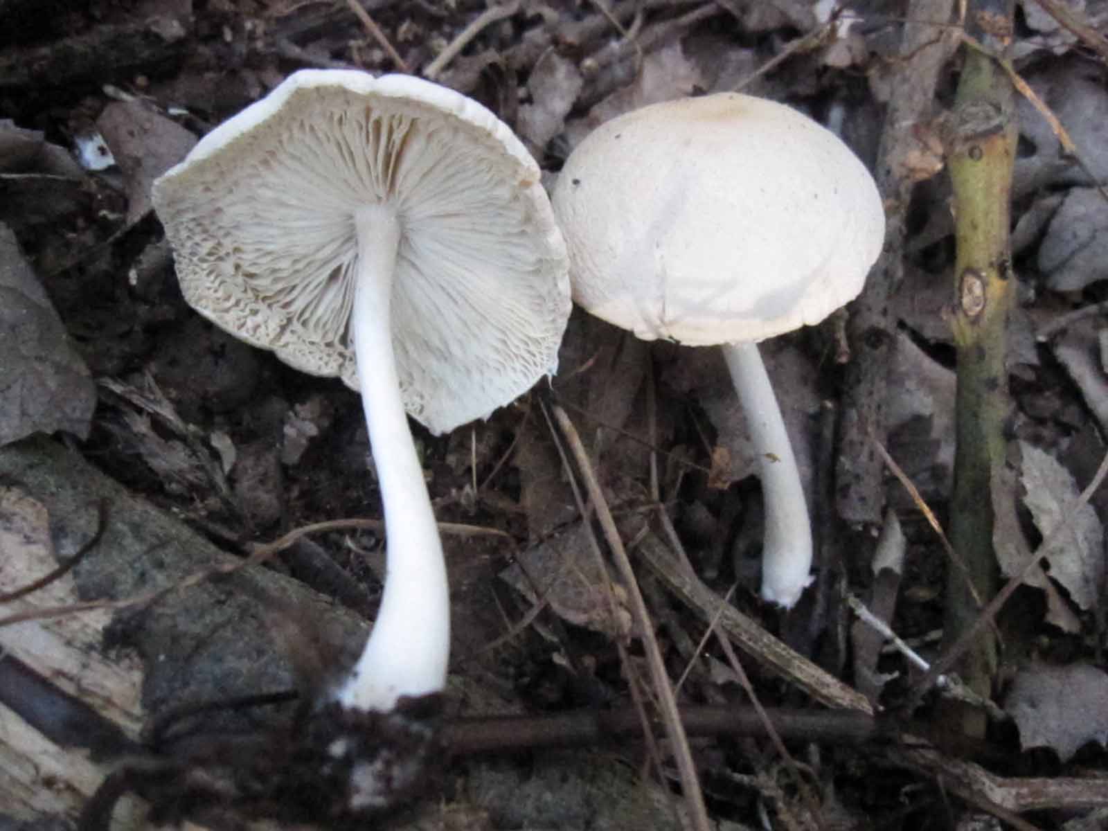 solo 3 funghi