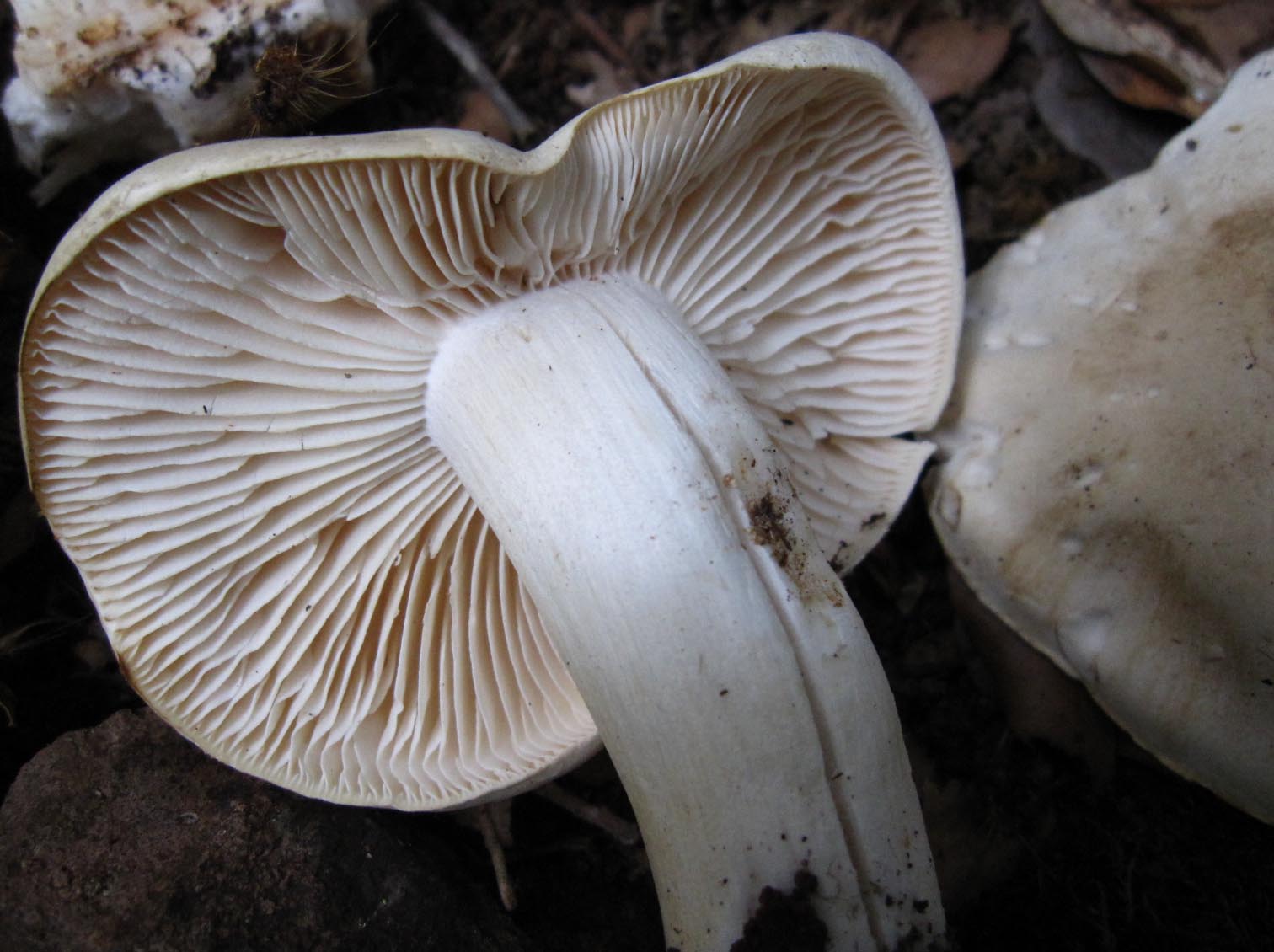 su legno di fico (e non solo)