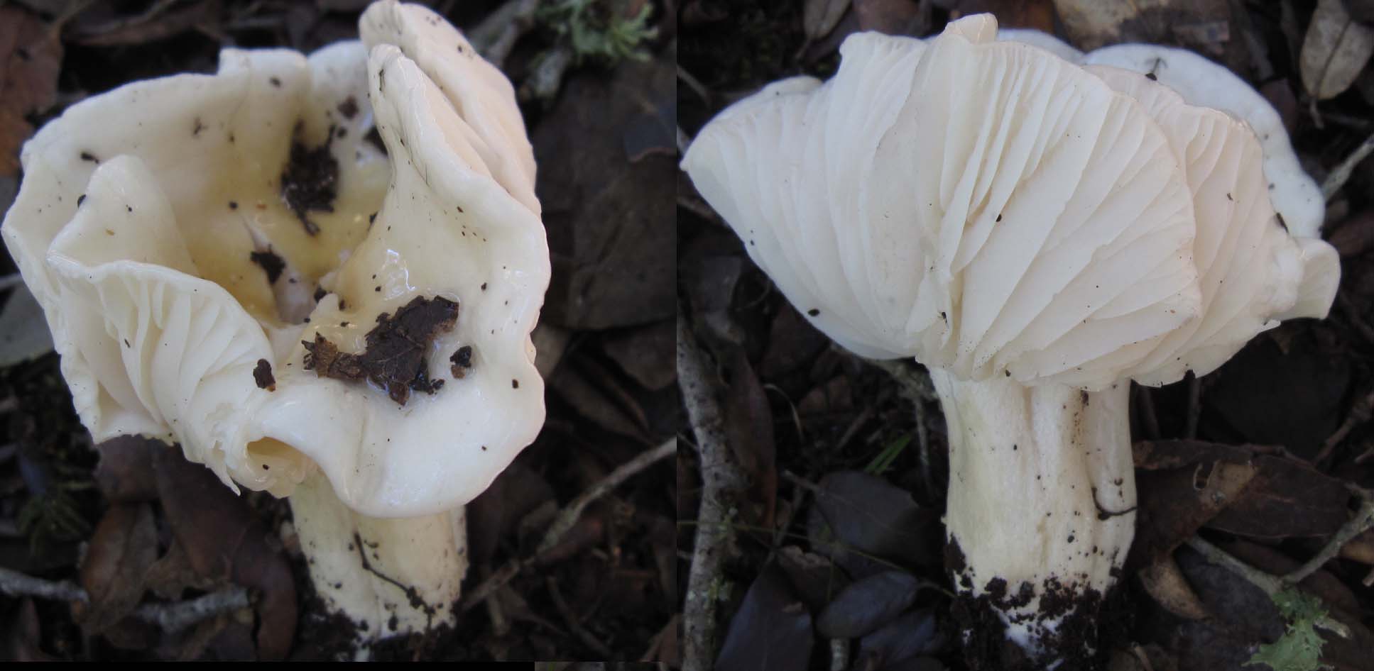 funghi a gennaio