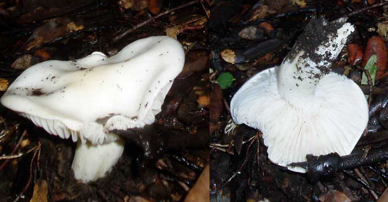 Funghi da freddo