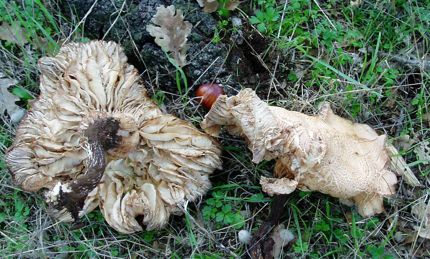 Tanti impolitus, fragrans e prunulus