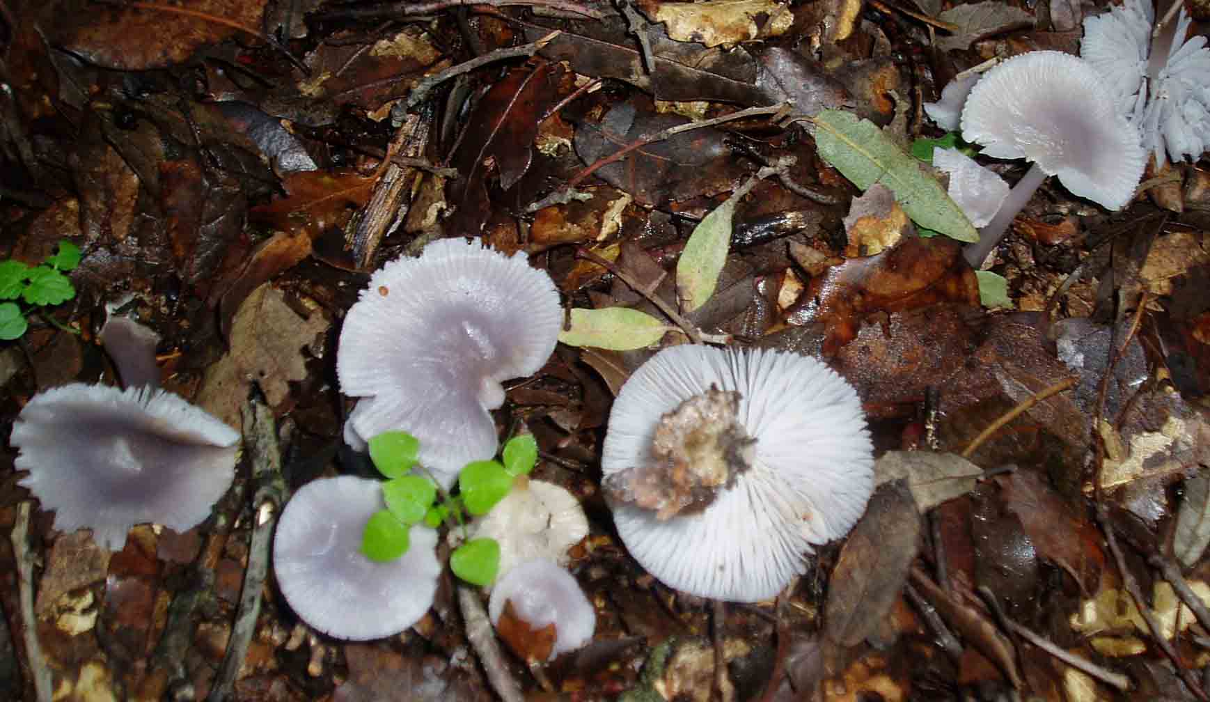 mycena o marasmius?