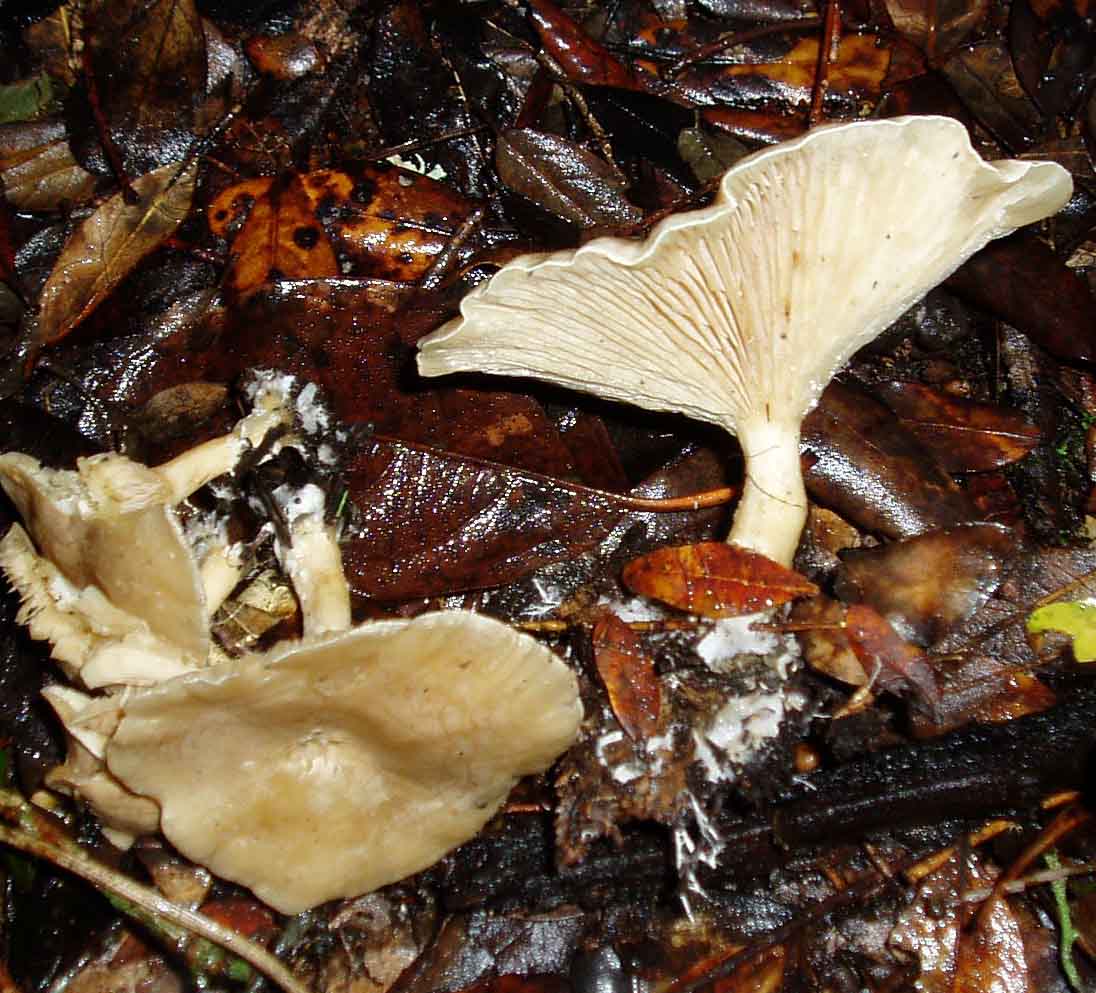 funghi sotto la pioggia
