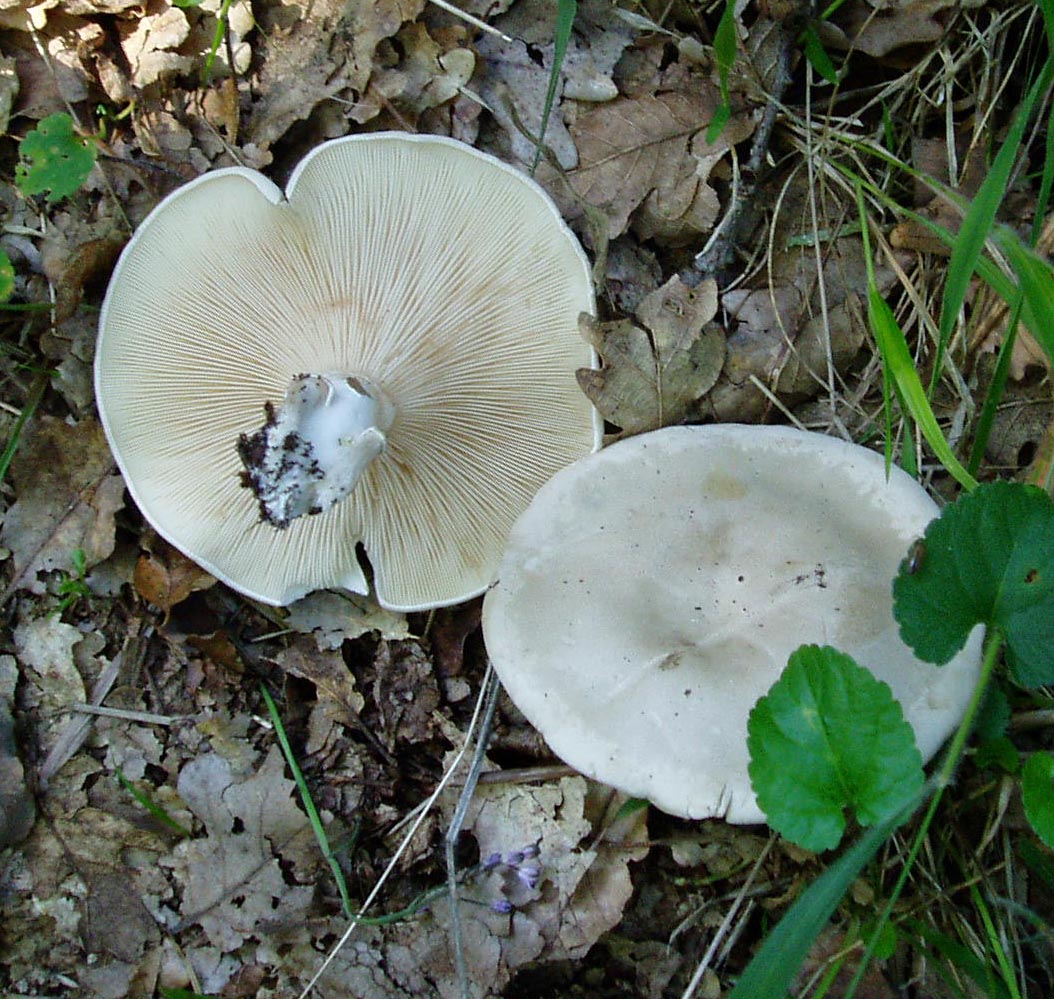 Tanti impolitus, fragrans e prunulus