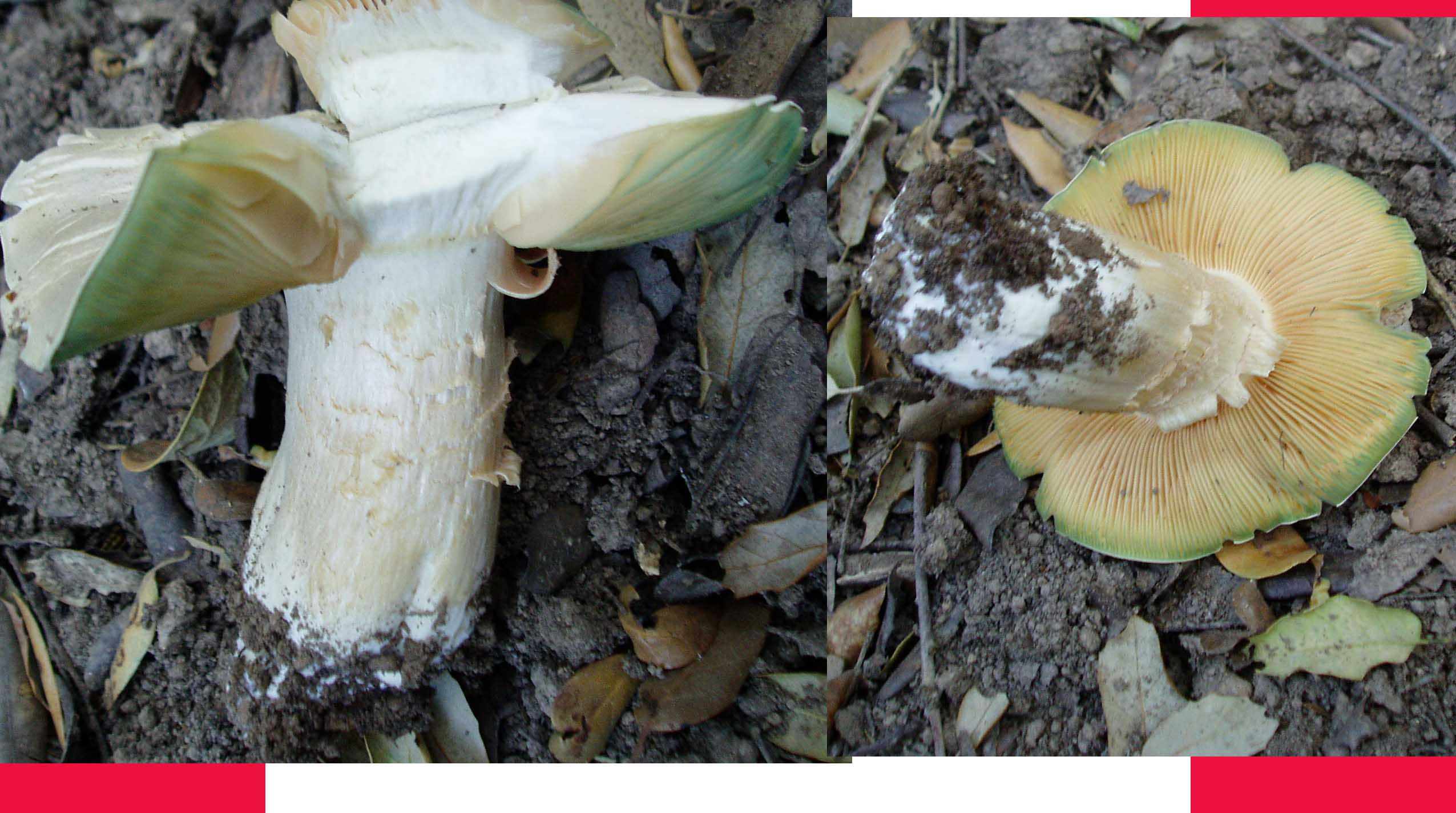 ultimi funghi