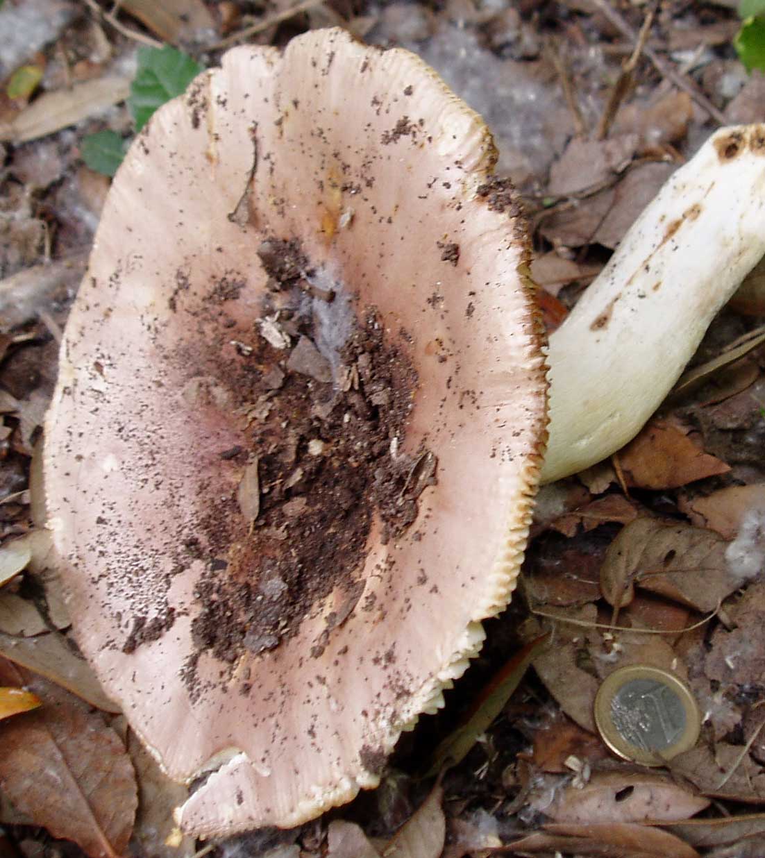 Russulaceae di maggio