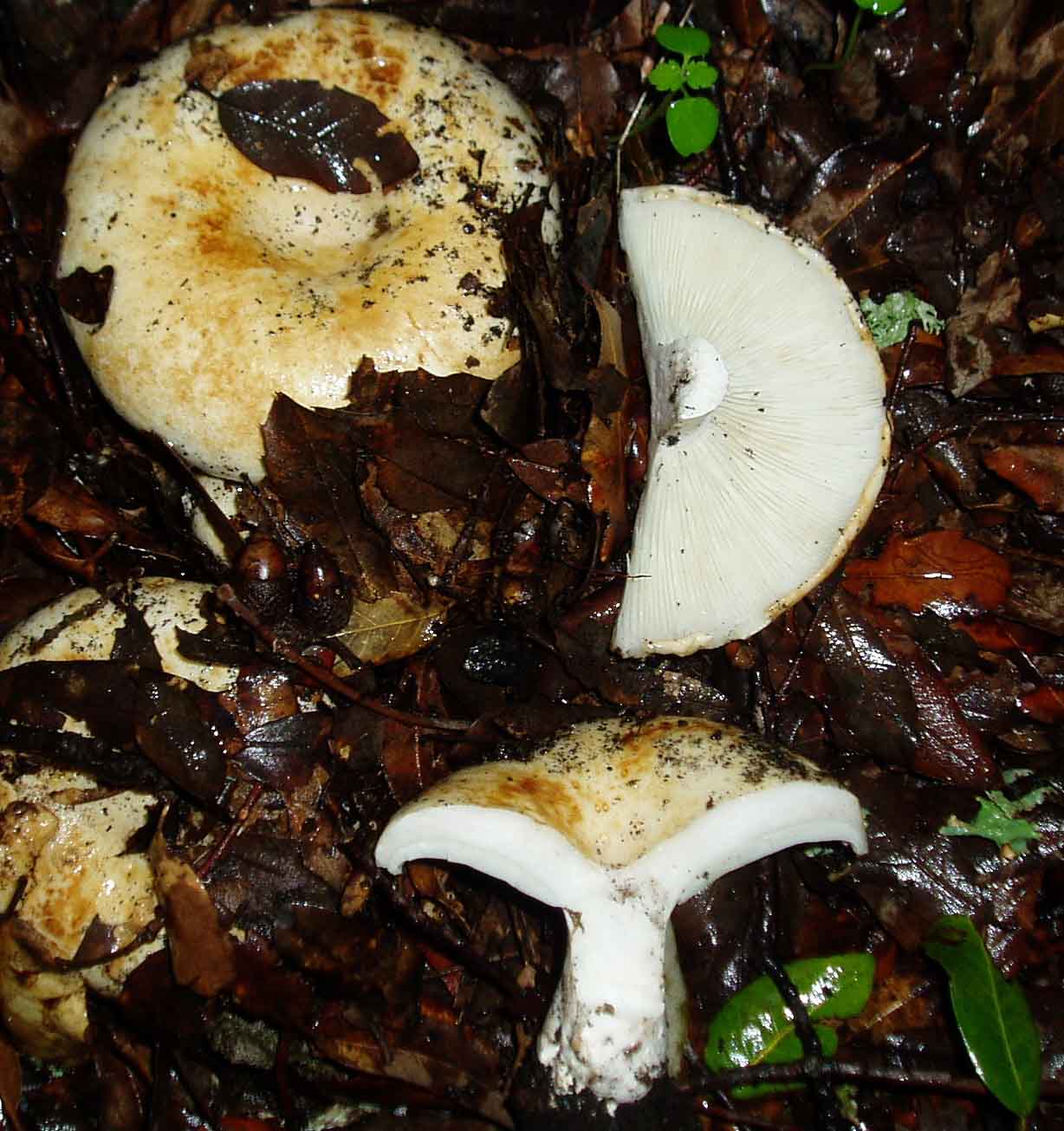 funghi sotto la pioggia