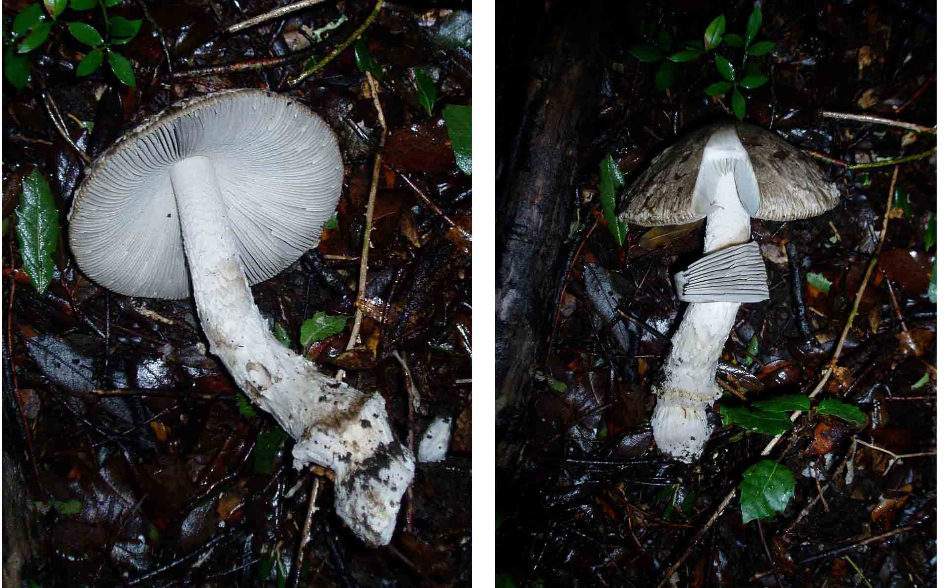 amanitopsis con pioggia