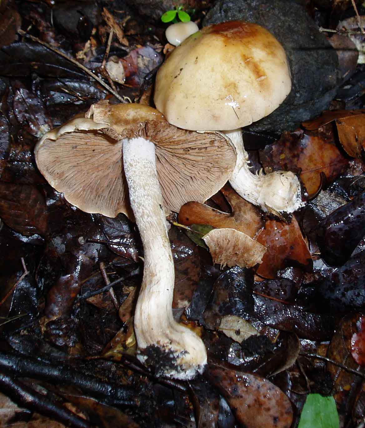 Funghi da freddo