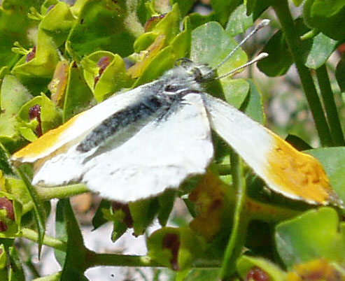 farfalla morta di Anthocharis cardamines