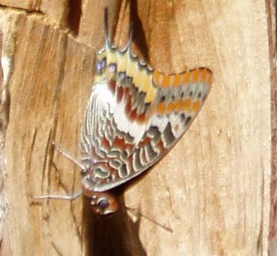 Charaxes jasius