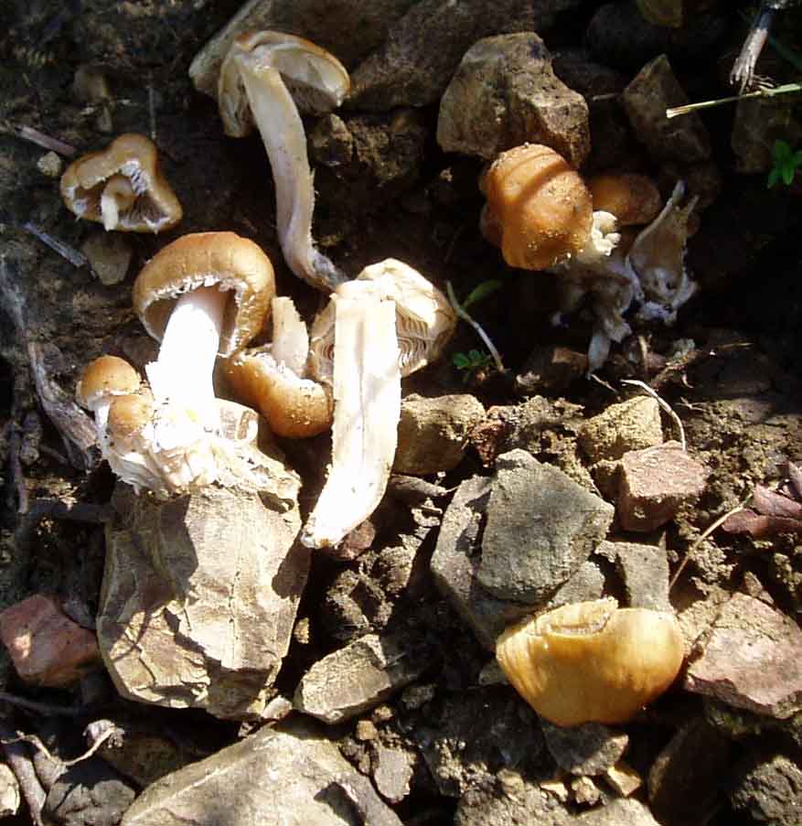 funghi a grappolo