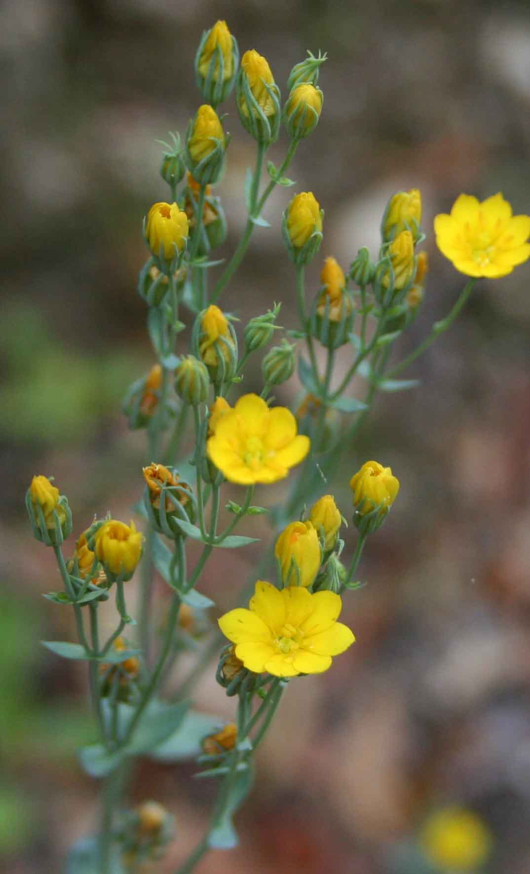 piante del Supramonte