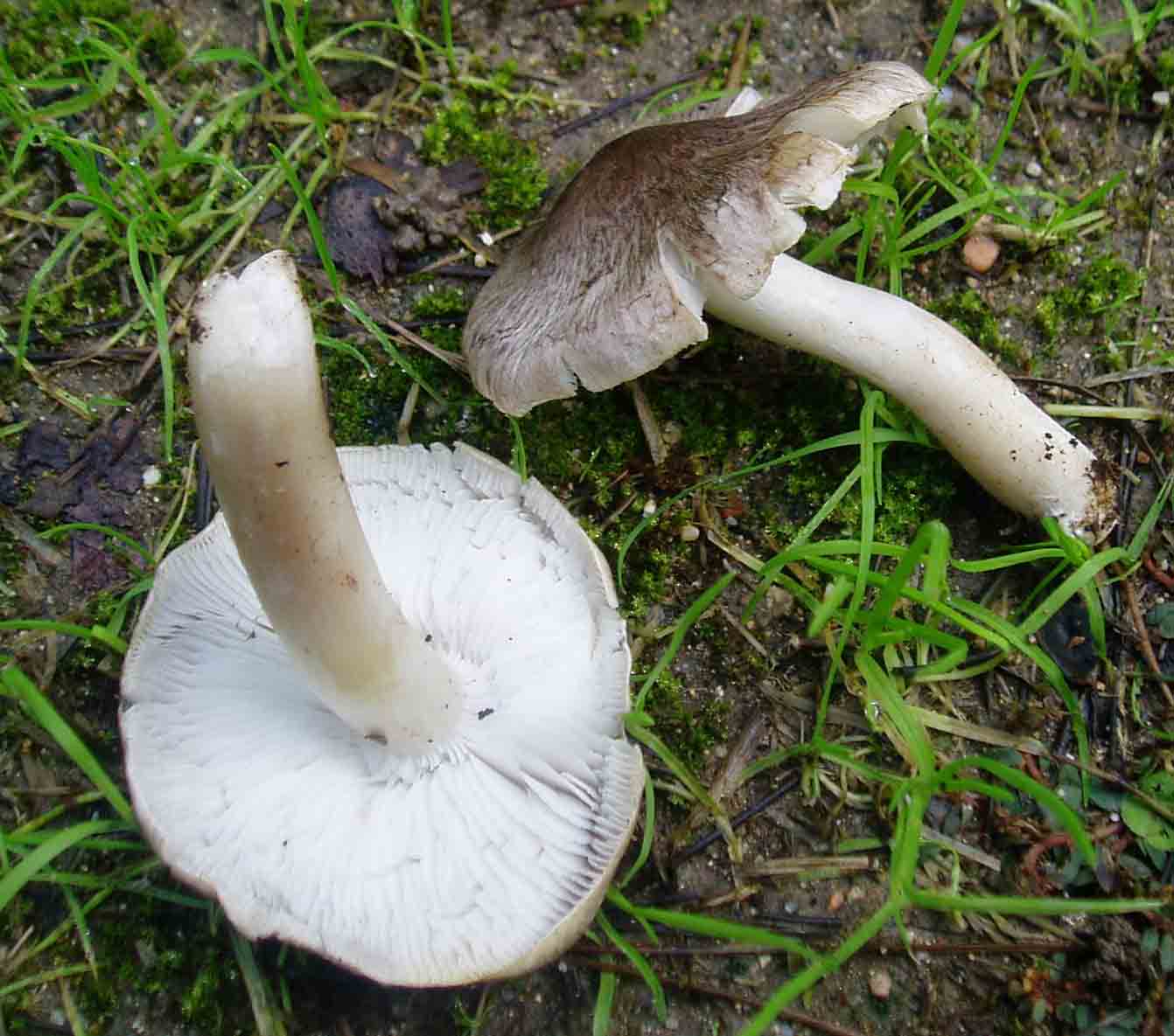 funghi sotto la pioggia
