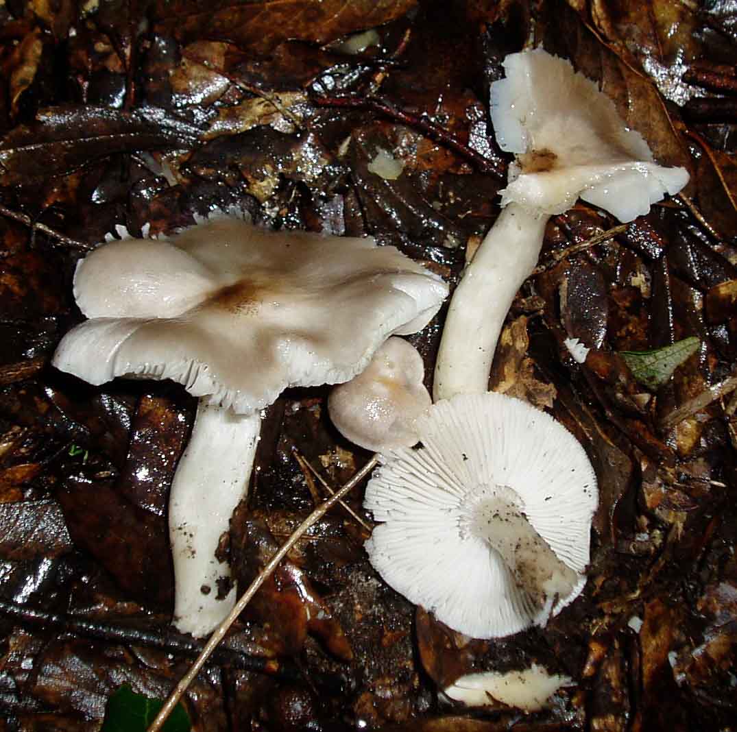 funghi sotto la pioggia