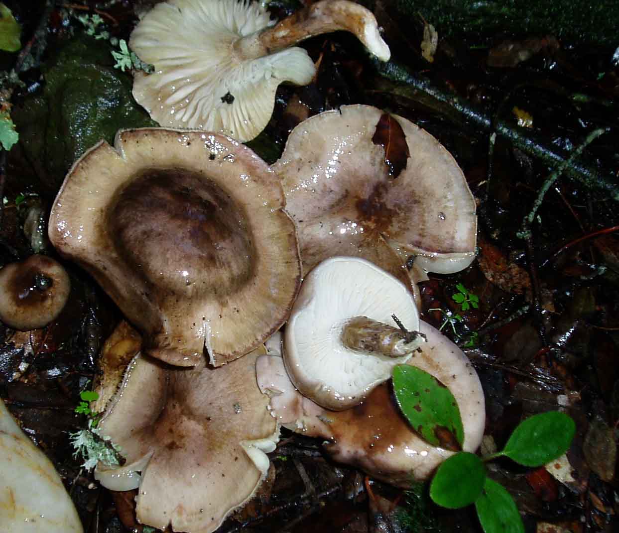 funghi sotto la pioggia
