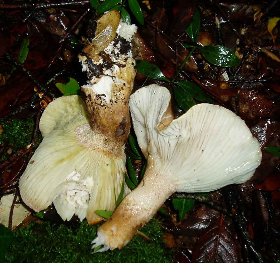 funghi sotto la pioggia