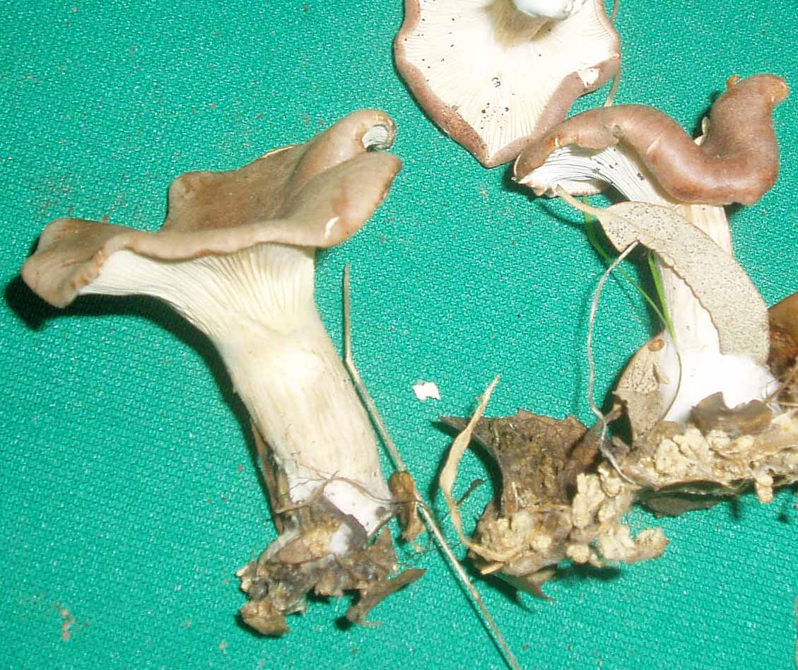 tabescens?