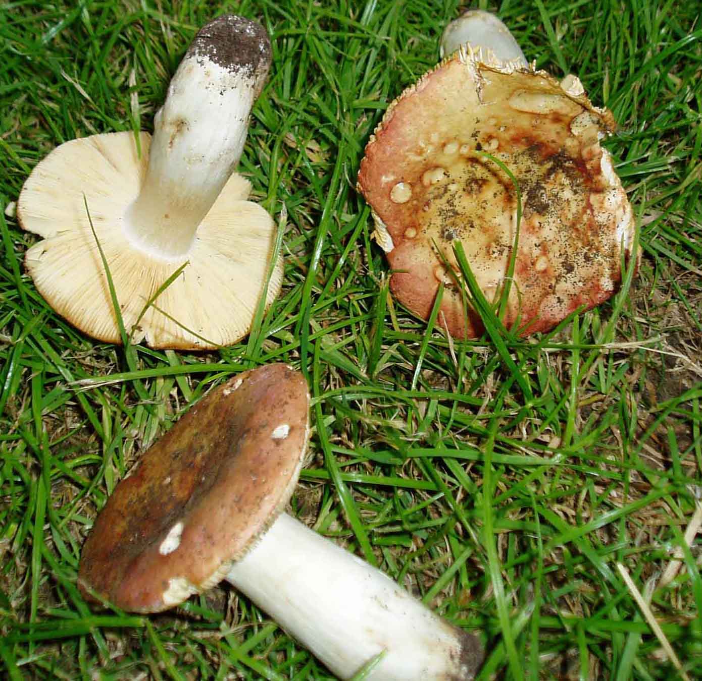 russula tra i lecci (cfr. Russula globispora)