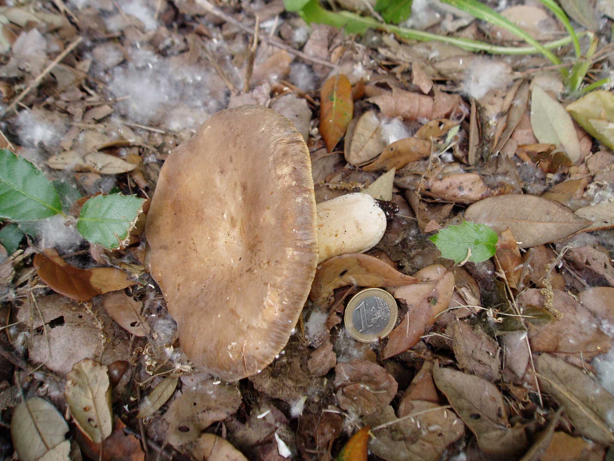 Russulaceae di maggio