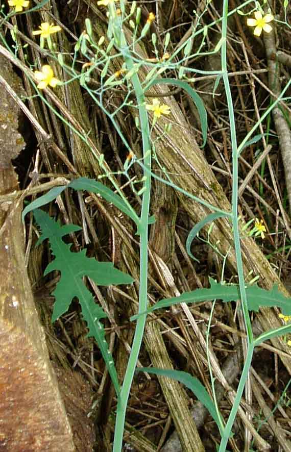 piante del Supramonte