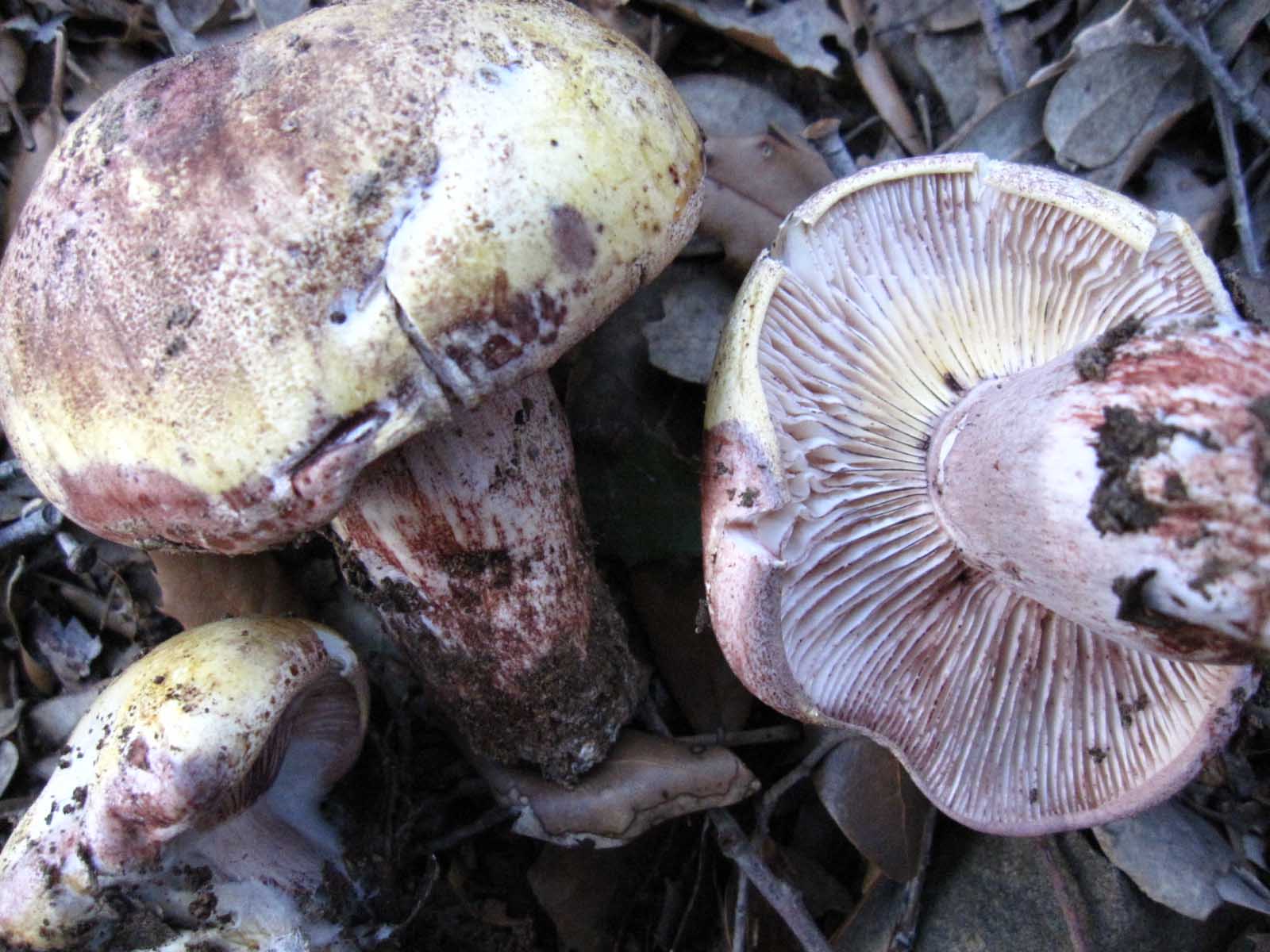 su legno di fico (e non solo)